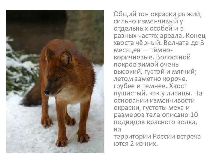 Волк canis lupus