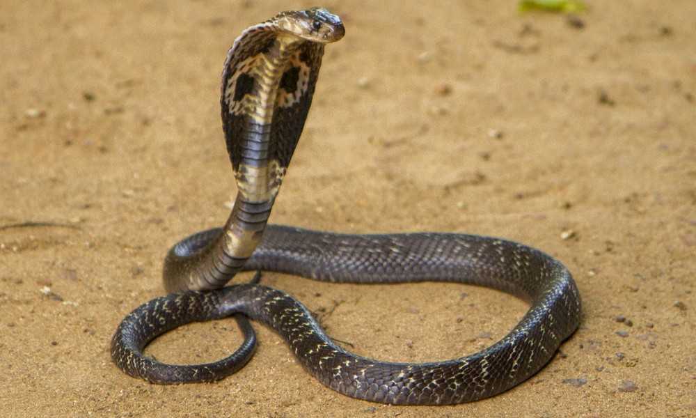 Гюрза змея. описание, особенности, виды, образ жизни и среда обитания гюрзы