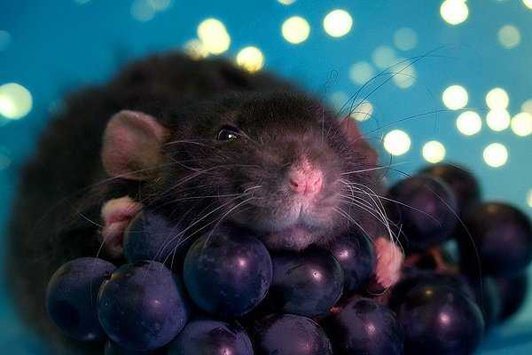 Думаете о введении новых интересных продуктов в рацион вашей домашней крысы Тогда, возможно, вам интересен следующий вопрос: Могут ли крысы есть виноград И ответ - да, безусловно, могут