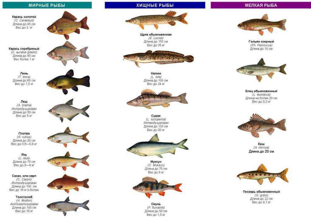 Морские рыбы: список, виды морских рыб и их названия