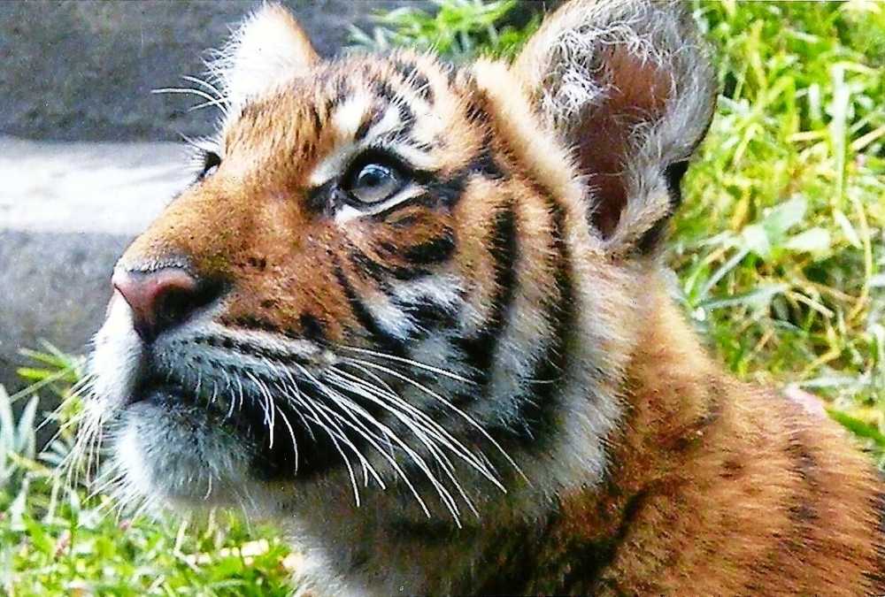 Тигр: описание, образ жизни, повадки и интересные факты | планета животных