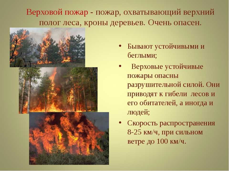 Лесные пожары: причины, типы, интересные факты (фото)