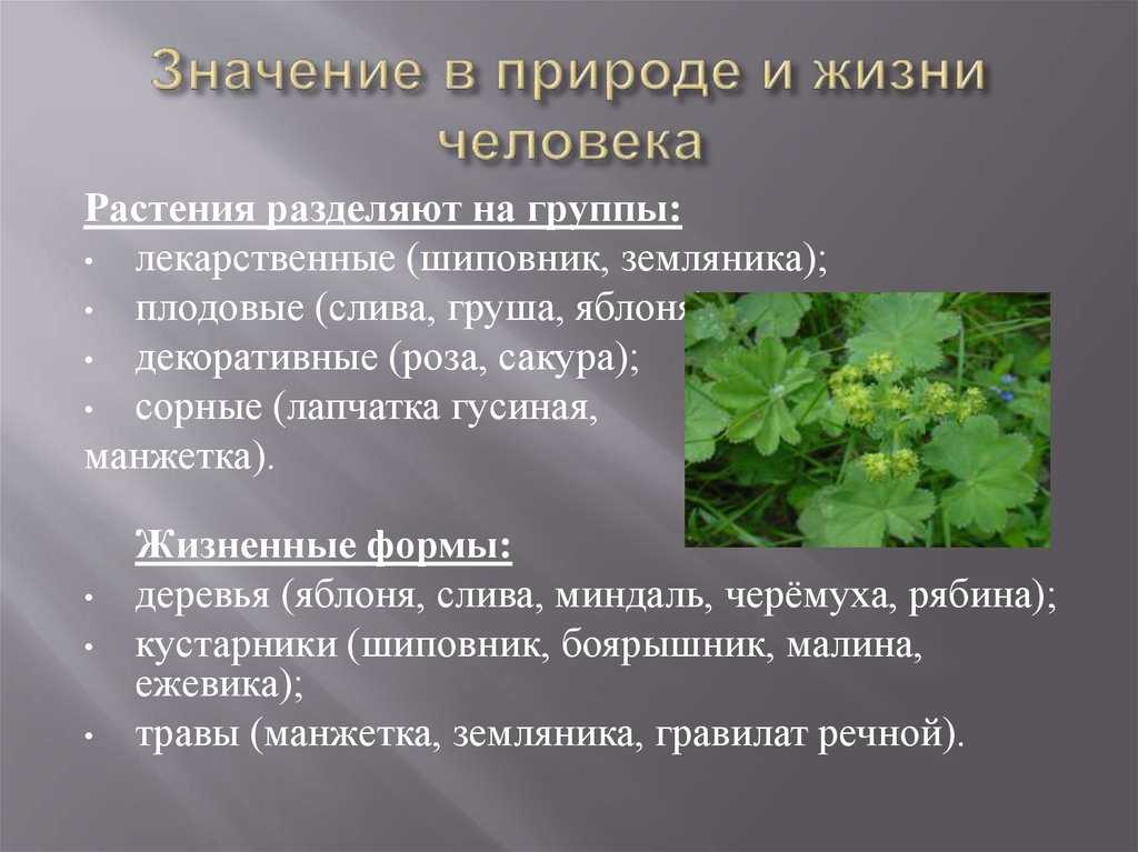 Какое значение растений в природе кратко. Важность растений в природе. Значение растений в жизни природы. Роль растений в природе и жизни человека.