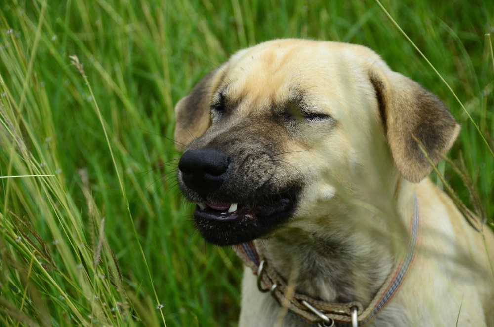 Почему собака чихает? разбираемся в  причинах | ваши питомцы