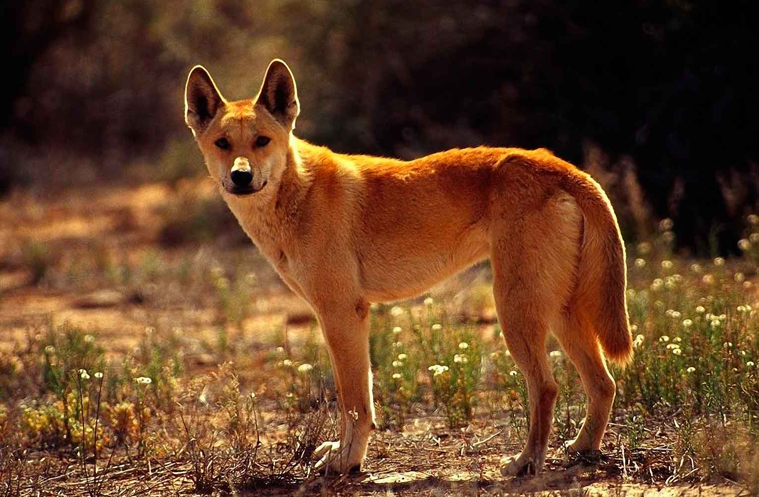 Животные австралии: фото с названиями и описанием
