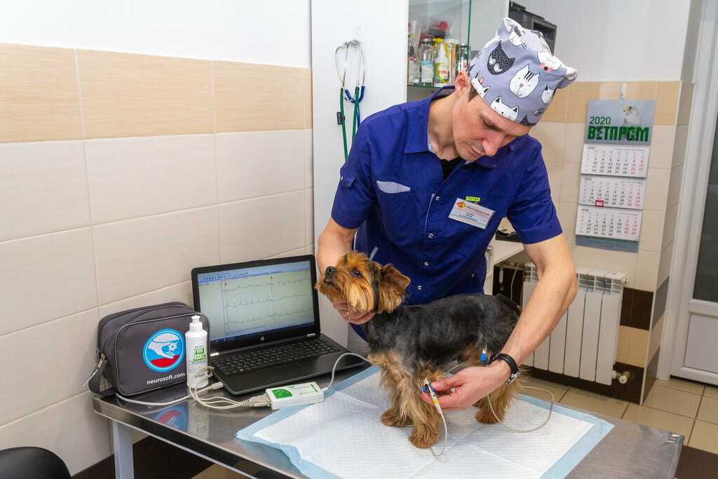 Мягкие лапки для кошек: особенности процедуры, уход за питомцем после операции