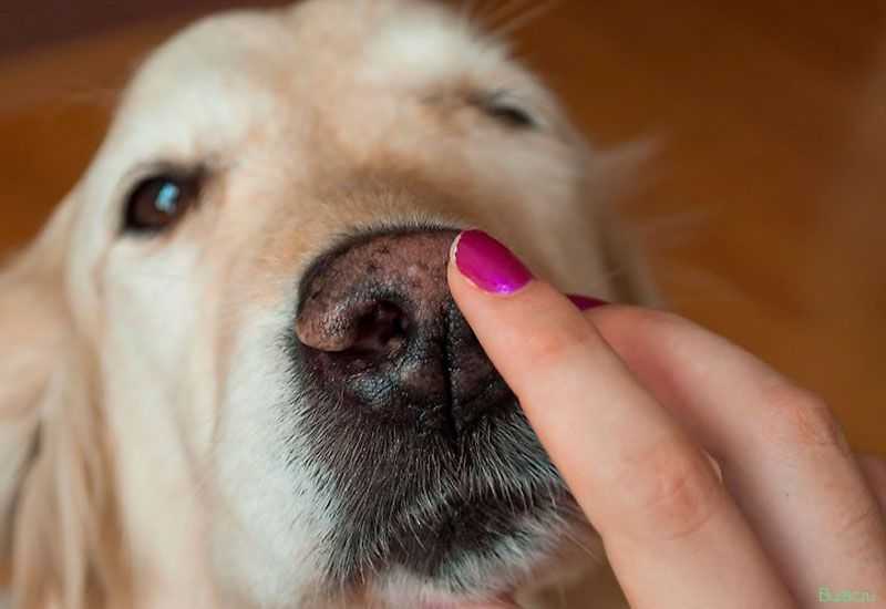 Почему у собак мокрый нос – основные причины