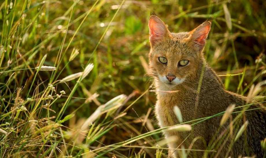 Камышовый кот. образ жизни и среда обитания камышового кота | животный мир