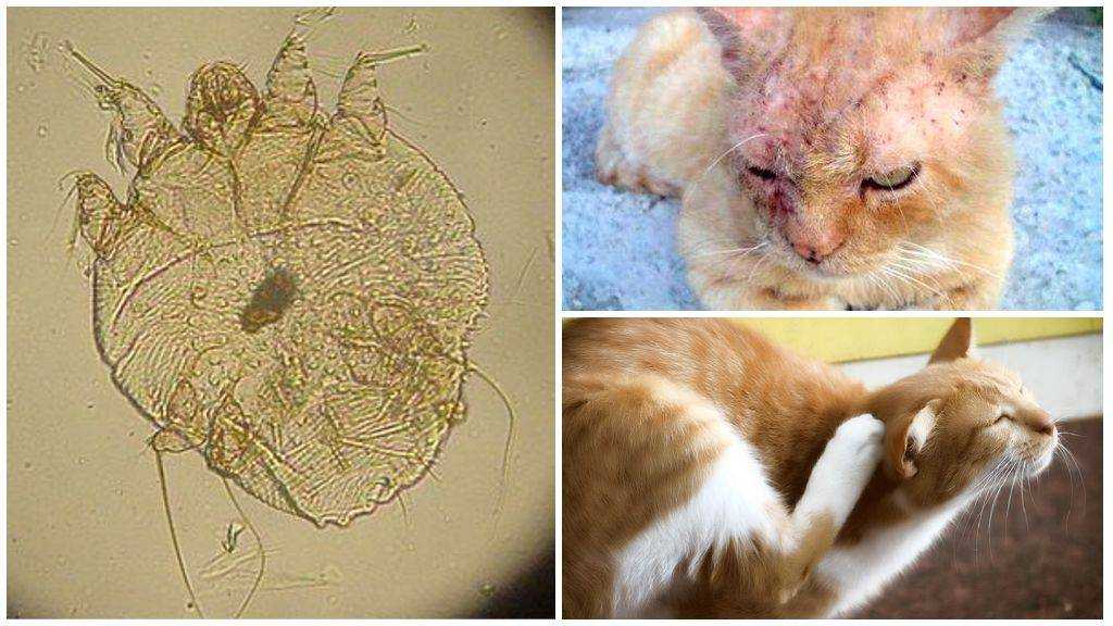 Подкожный клещ у кошек: причины и симптомы, лечение и профилактика
