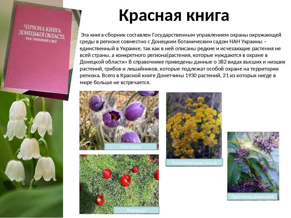 Растения степи в россии - особенности, описание и названия представителей