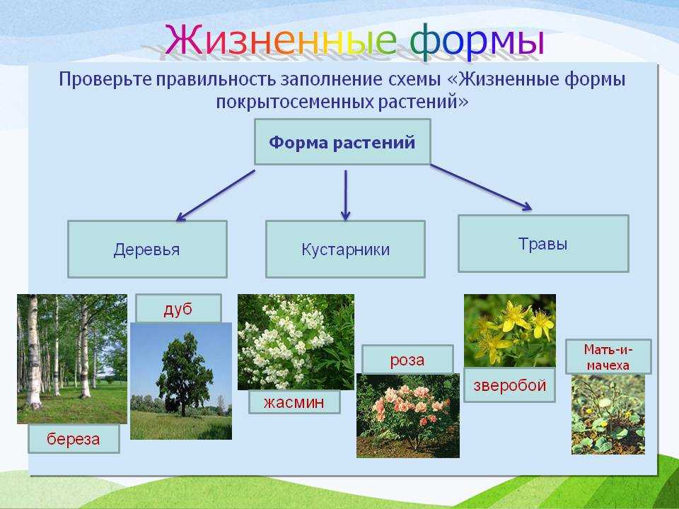 Травянистые растения. окружающий мир, 1-2 класс — природа мира