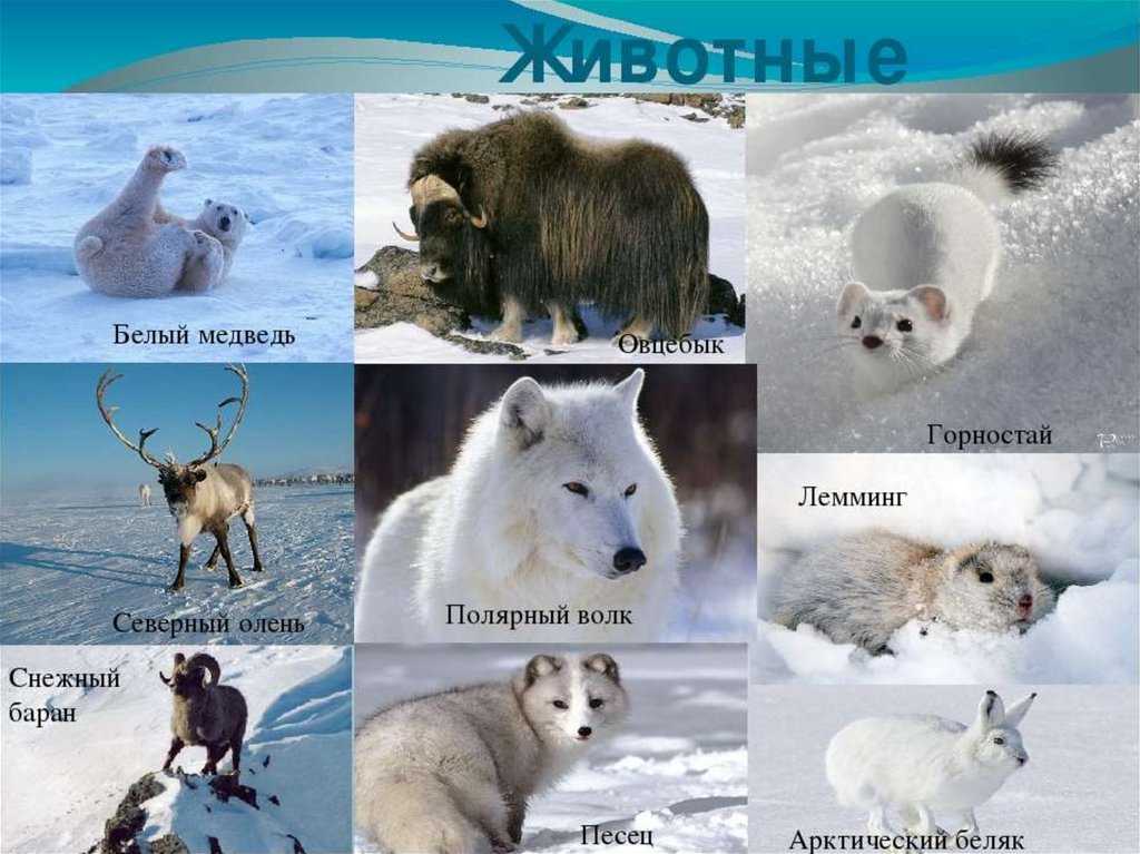 Животный мир природной зоны арктические пустыни