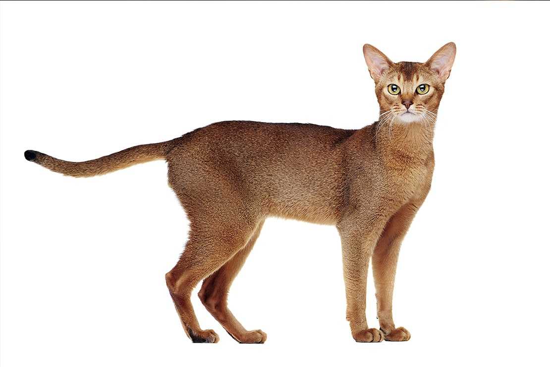Абиссинская порода аби является одной из самых древних пород домашних кошек Абиссинцы напоминают скульптурные и нарисованные изображения древних египетских кошек