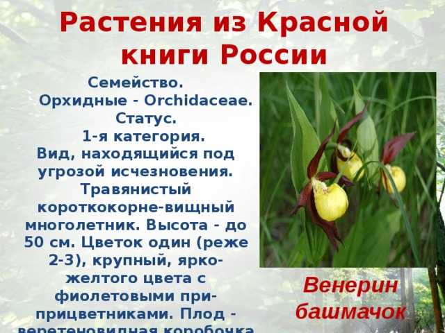Алтайский заповедник - красная книга россии.