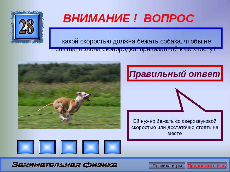 Даже хвост обманщик: почему лиса самое хитрое животное? - зима - info.sibnet.ru