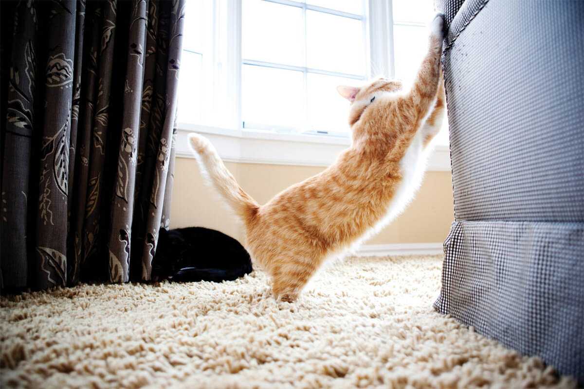 Как отучить кота драть обои: самые эффективные способы