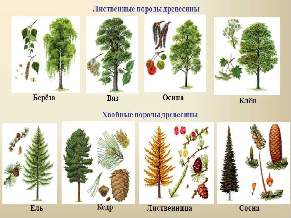 Список хвойных деревьев — фото и названия