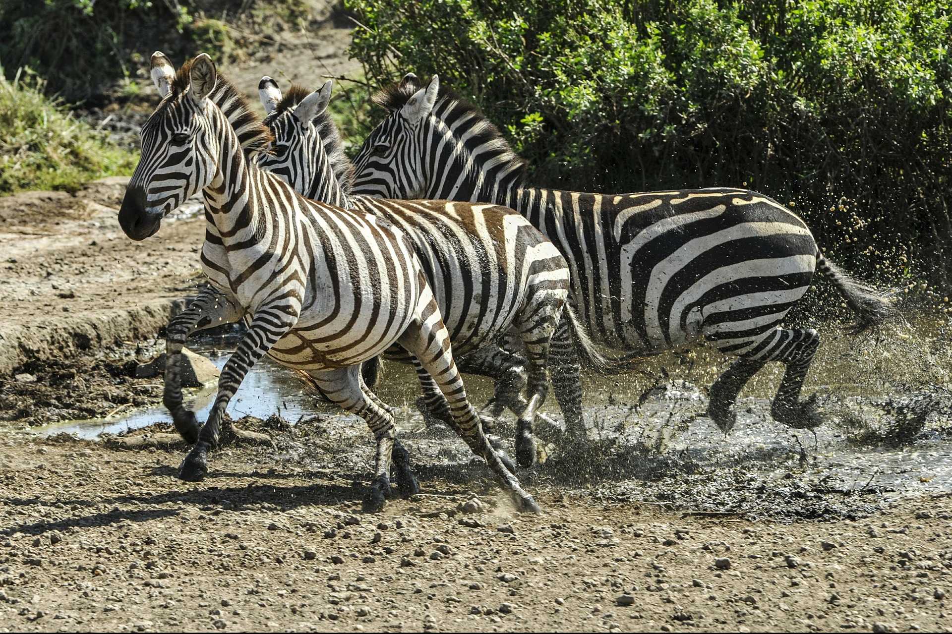 Зебра животное. образ жизни и среда обитания зебры | животный мир