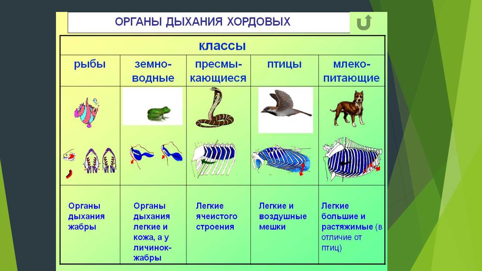 Утконос животное. описание, особенности, виды, образ жизни и среда обитания утконоса | живность.ру
