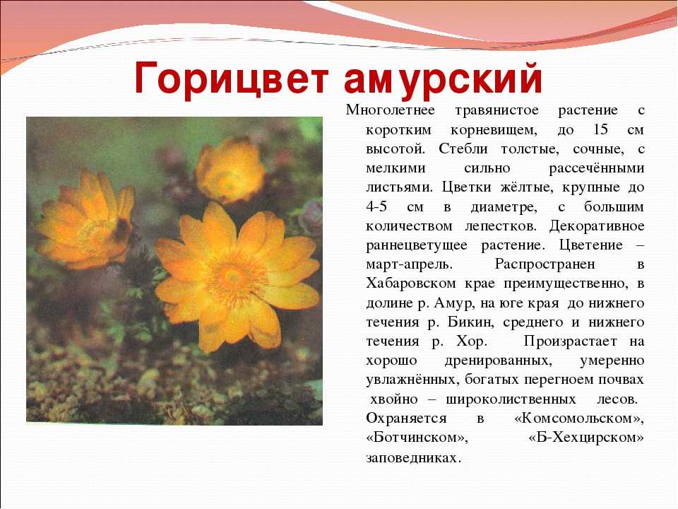 Животные, занесенные в красную книгу краснодарского края: названия, описание и фото