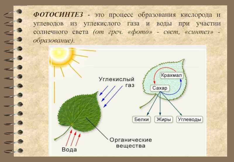 Фотосинтез, его значение, космическая роль. фазы фотосинтеза. световые и темновые реакции фотосинтеза, их взаимосвязь. хемосинтез. роль хемосинтезирующих бактерий на земле