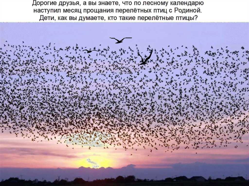 Компас с крыльями: куда летят сибирские птицы? - зима - info.sibnet.ru