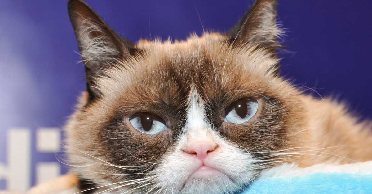 Самая сердитая кошка в мире: фото, порода