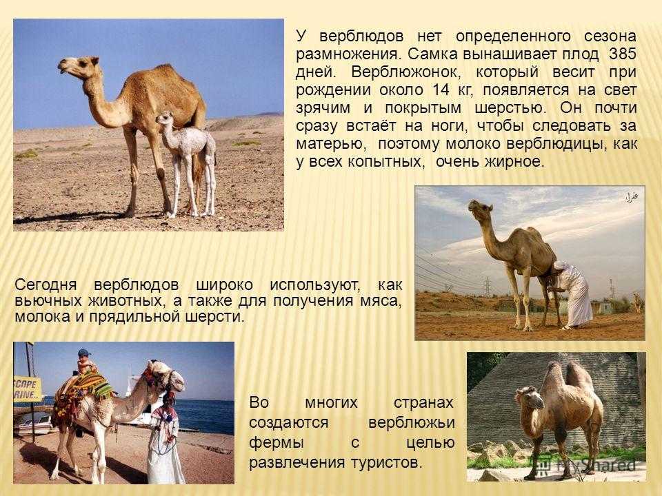 Верблюдоводство — интересный и достаточно перспективный вид сельскохозяйственного бизнеса для южных регионов россии. | cельхозпортал