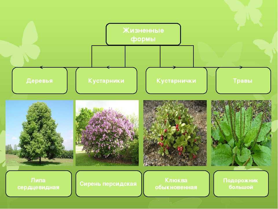 Какие бывают группы и виды растений (окружающий мир, 2 класс): основная классификация, травы и деревья