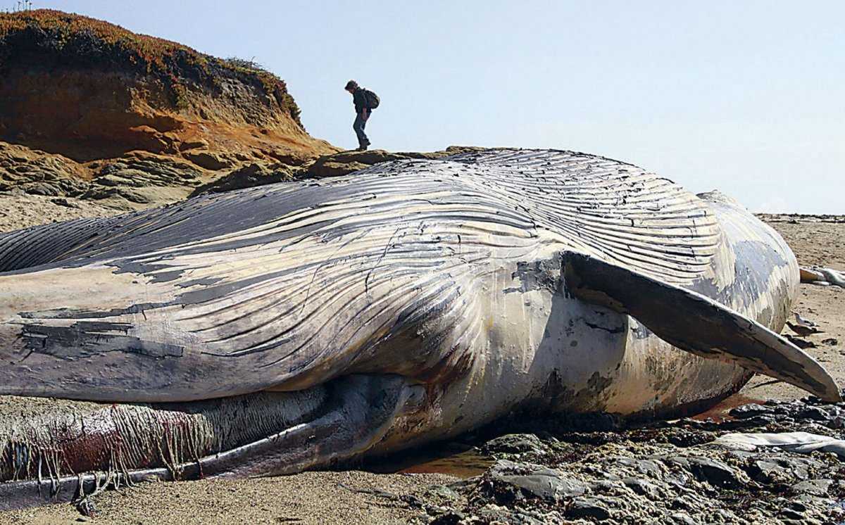 Самое большое животное в мире. 10 самых больших животных: фото и описание