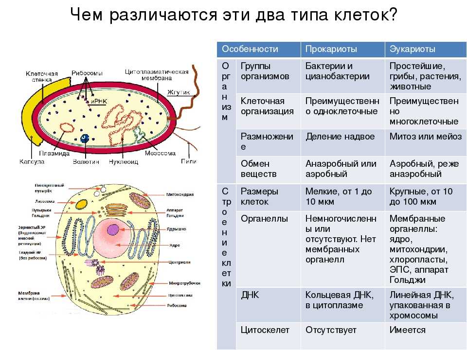 Эукариотическая клетка: черты строения и ее основные части - tarologiay.ru