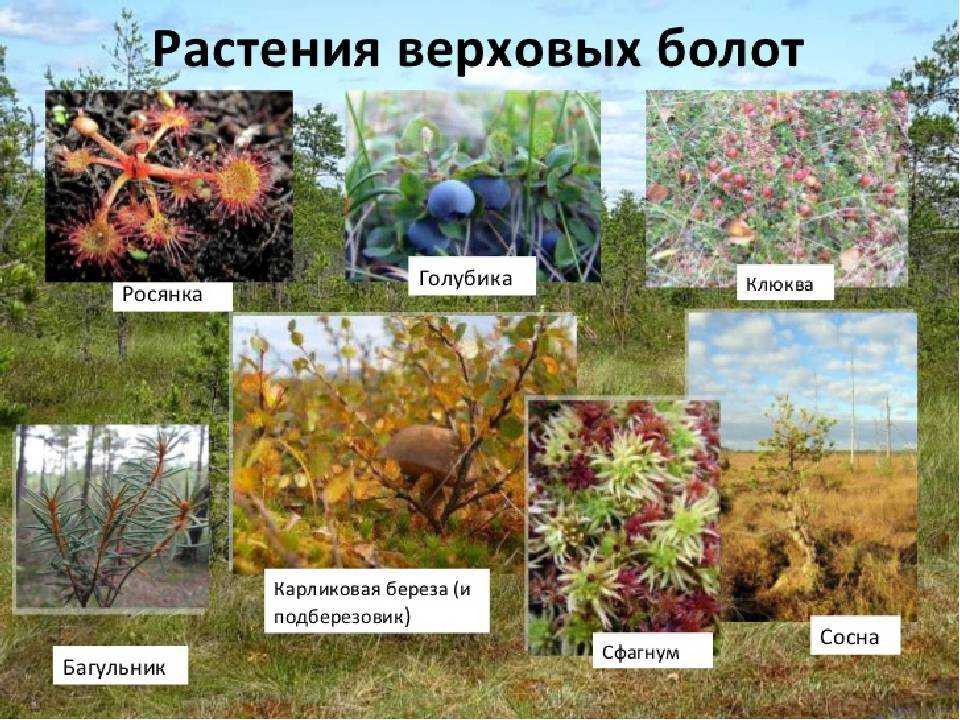 Растения степной зоны: описание видов и особенности флоры - tarologiay.ru