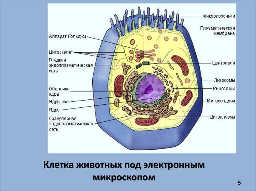 Органеллы (органоиды) клетки