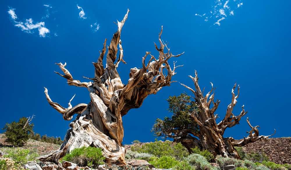 Топ 10: самые старые деревья в мире - названия, фото и описание — природа мира