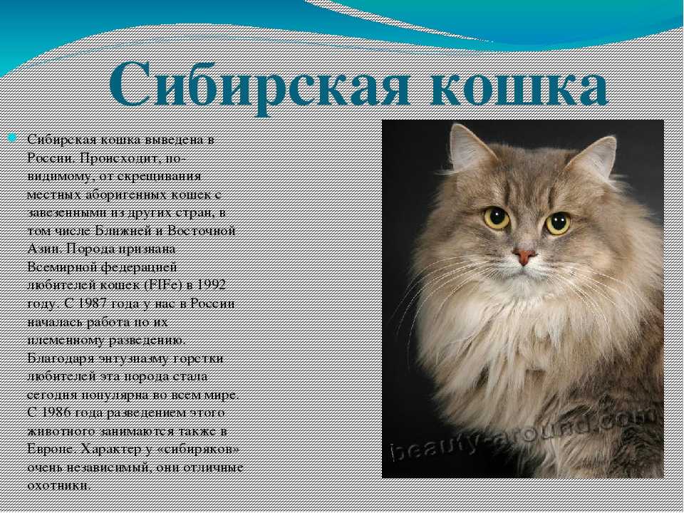10 самых известных аборигенных пород кошек россии. описание и фото — ботаничка.ru