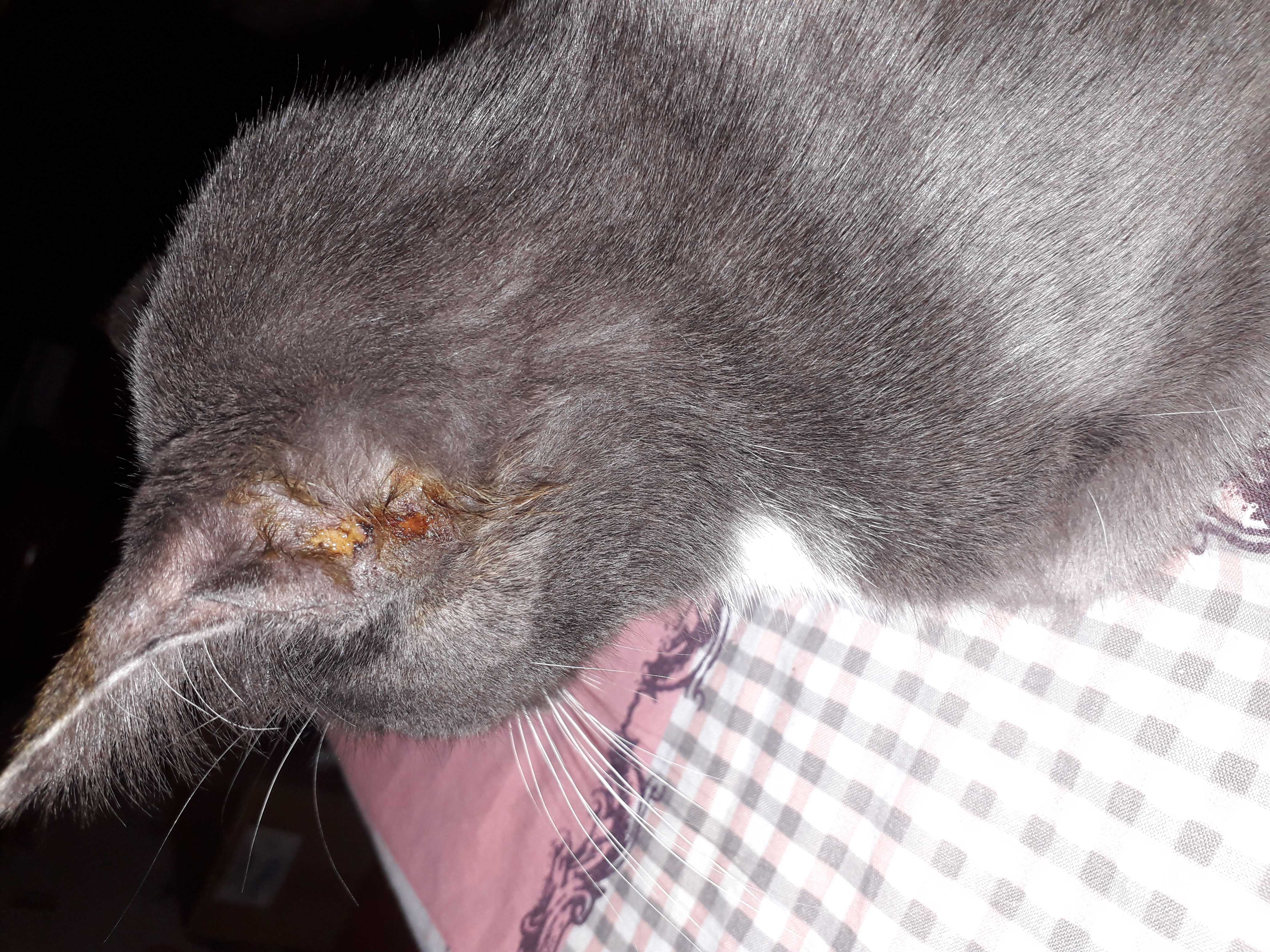 Стригущий лишай у кошек: первые признаки, симптомы и лечение