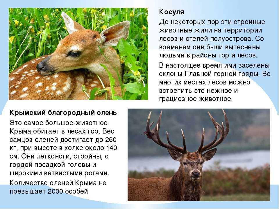 10 редких видов животных, встречающихся на территории россии – zagge.ru