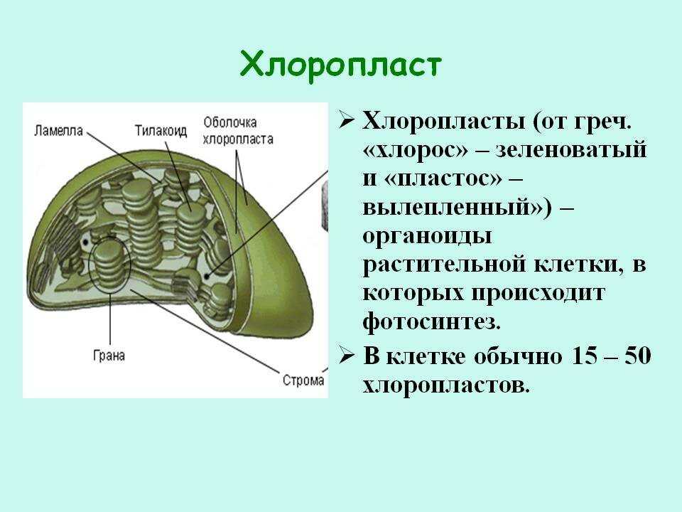 Хлоропласт - это тип органеллы растительных клеток, известный как зеленые пластиды