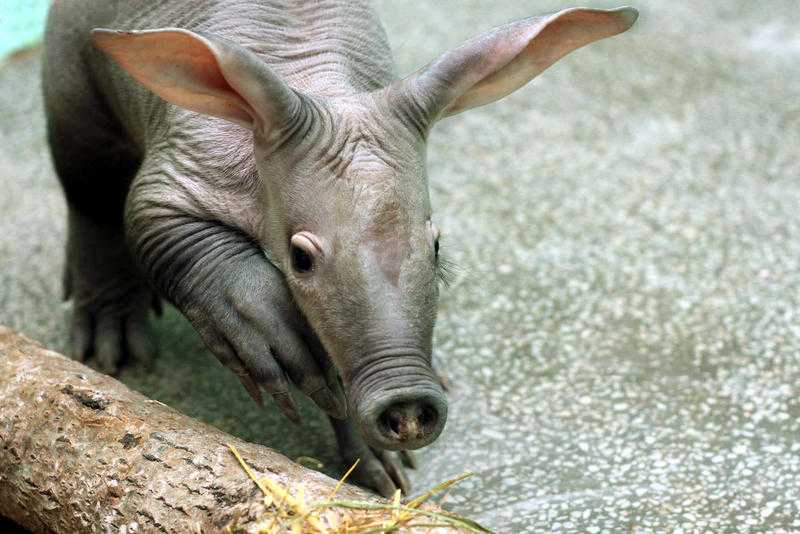 Трубкозуб: интересные факты об удивительном животном из африки