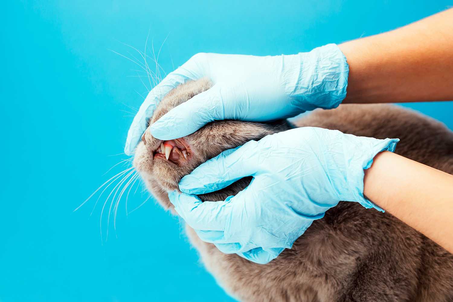 Симптомы и лечение гингивита у кошек | муркоша