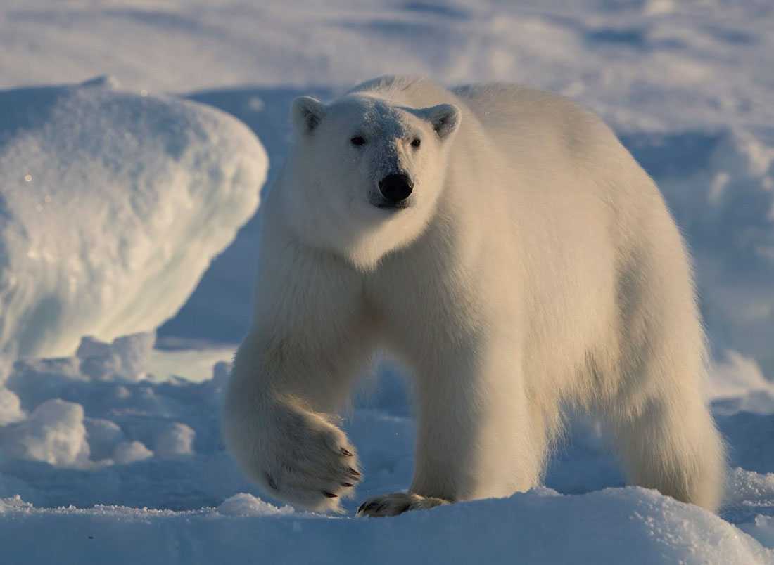 Что произойдет, если белого медведя ради спасения переселить в антарктиду