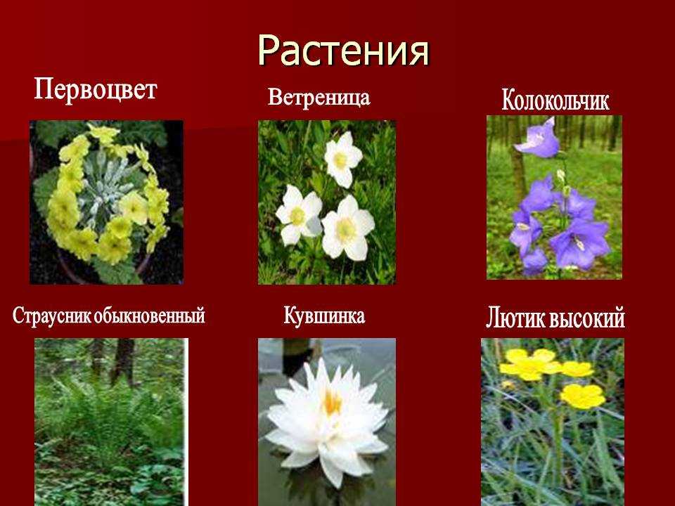Растения красной книги россии