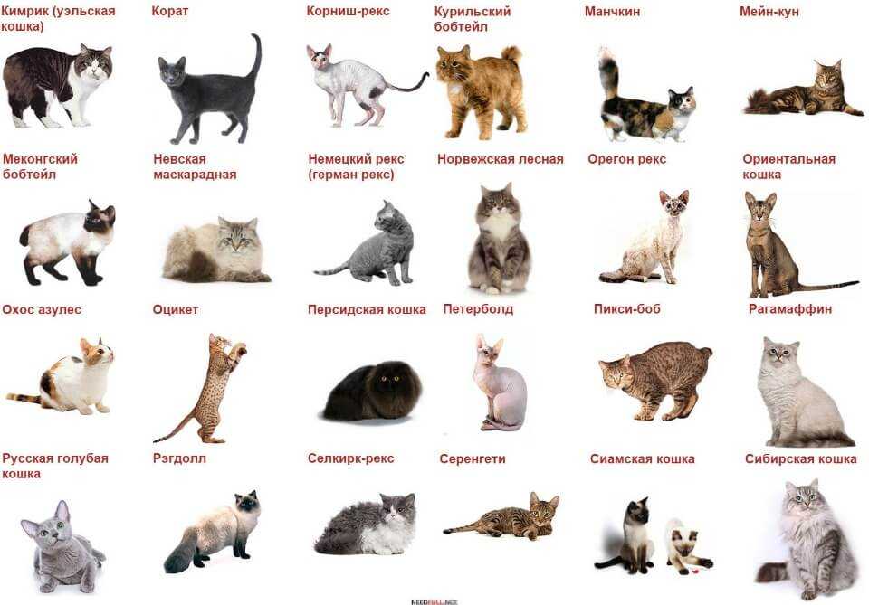 Все породы кошек (67 шт.) с фотографиями и названиями и описанием пород