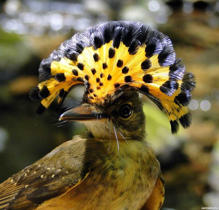 Самые красивые птицы мира — топ-25, фото