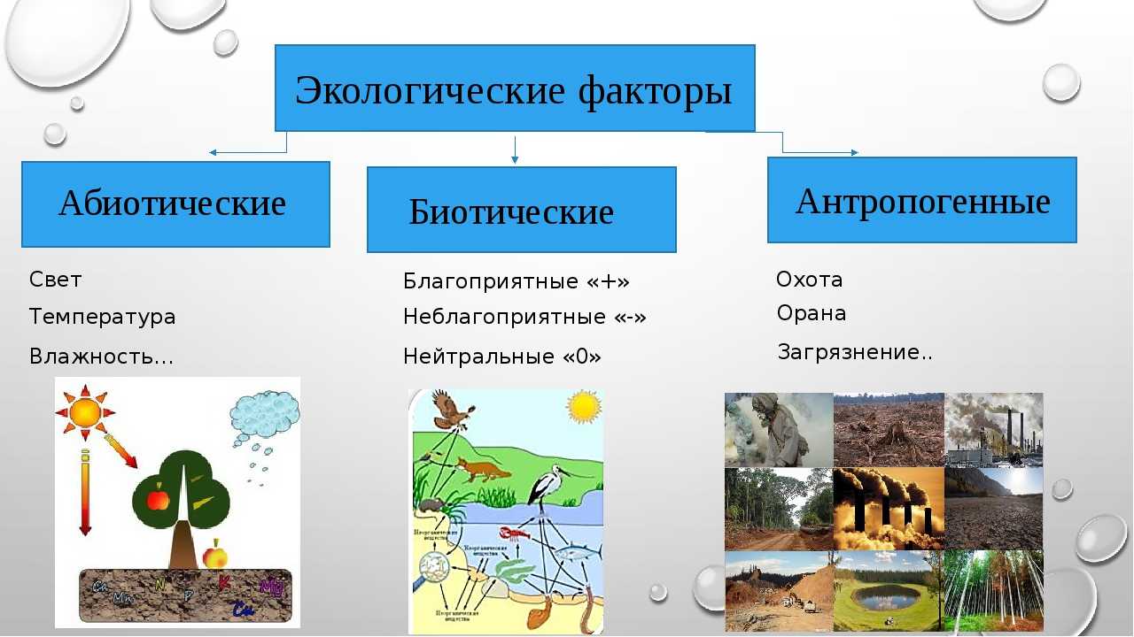 Экологические факторы и среды жизни организмов