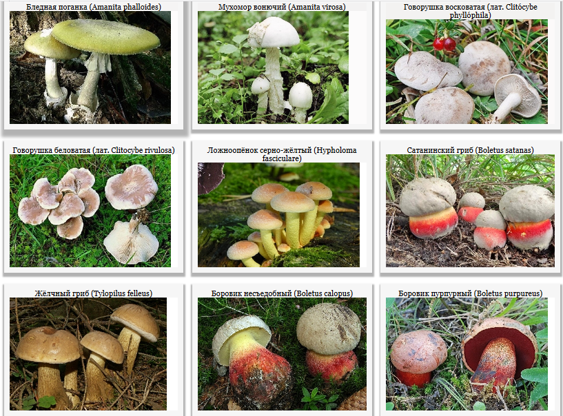Съедобные грибы: названия с описанием