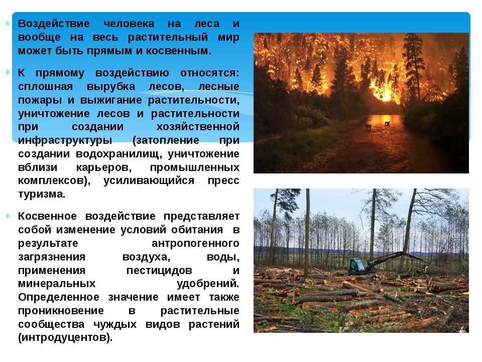 Группы и категории лесов - особенности, характеристики и описание :: businessman.ru