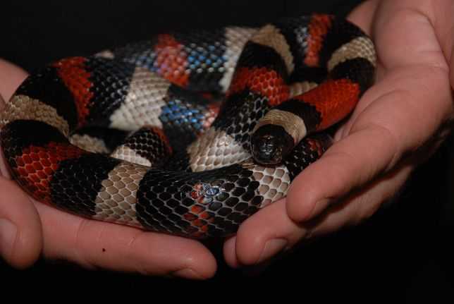 Какими способами змеи рожают своё потомство?