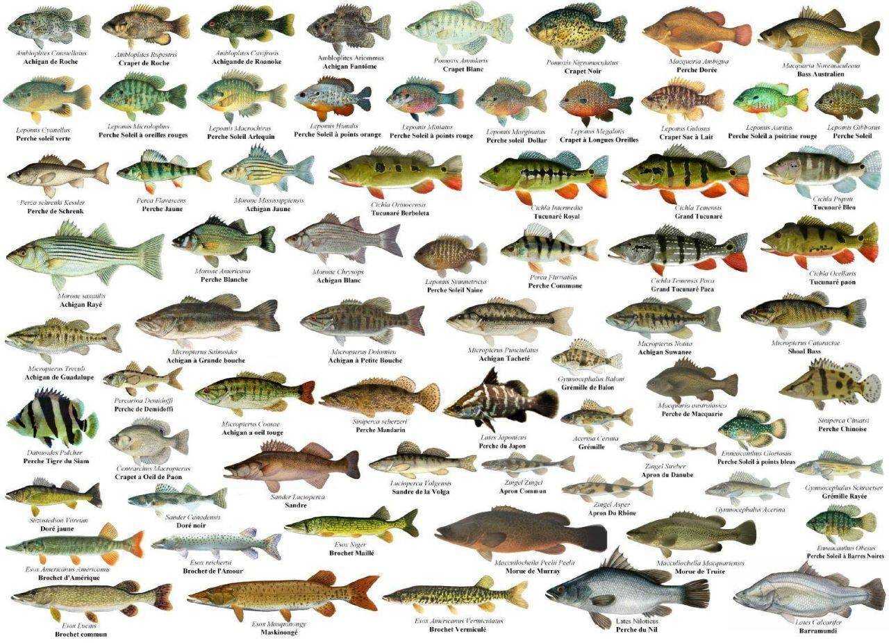 В этой статье представлен список, краткое описание и фото самых востребованных пресноводных и морских видов промысловой рыбы