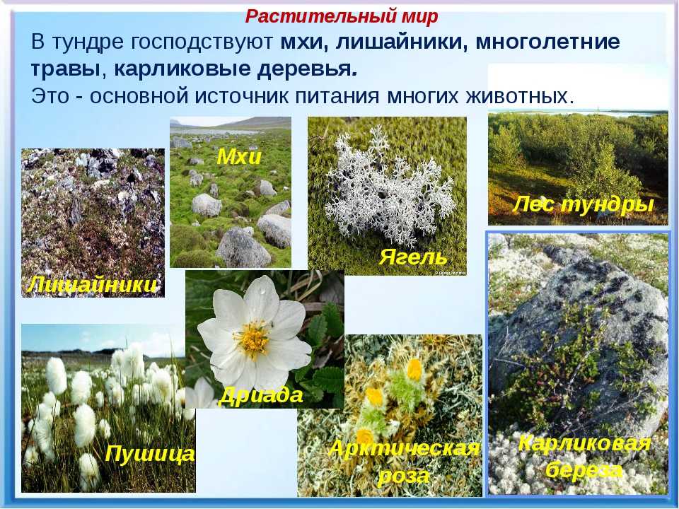 Растения тундры. какие растения встречаются в тундре? :: syl.ru